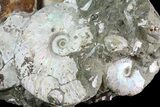 Wide Fossil Ammonite Cluster - Madagascar (Special Price) #82603-2